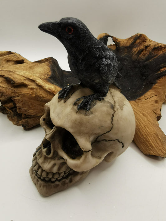Crow on Skull