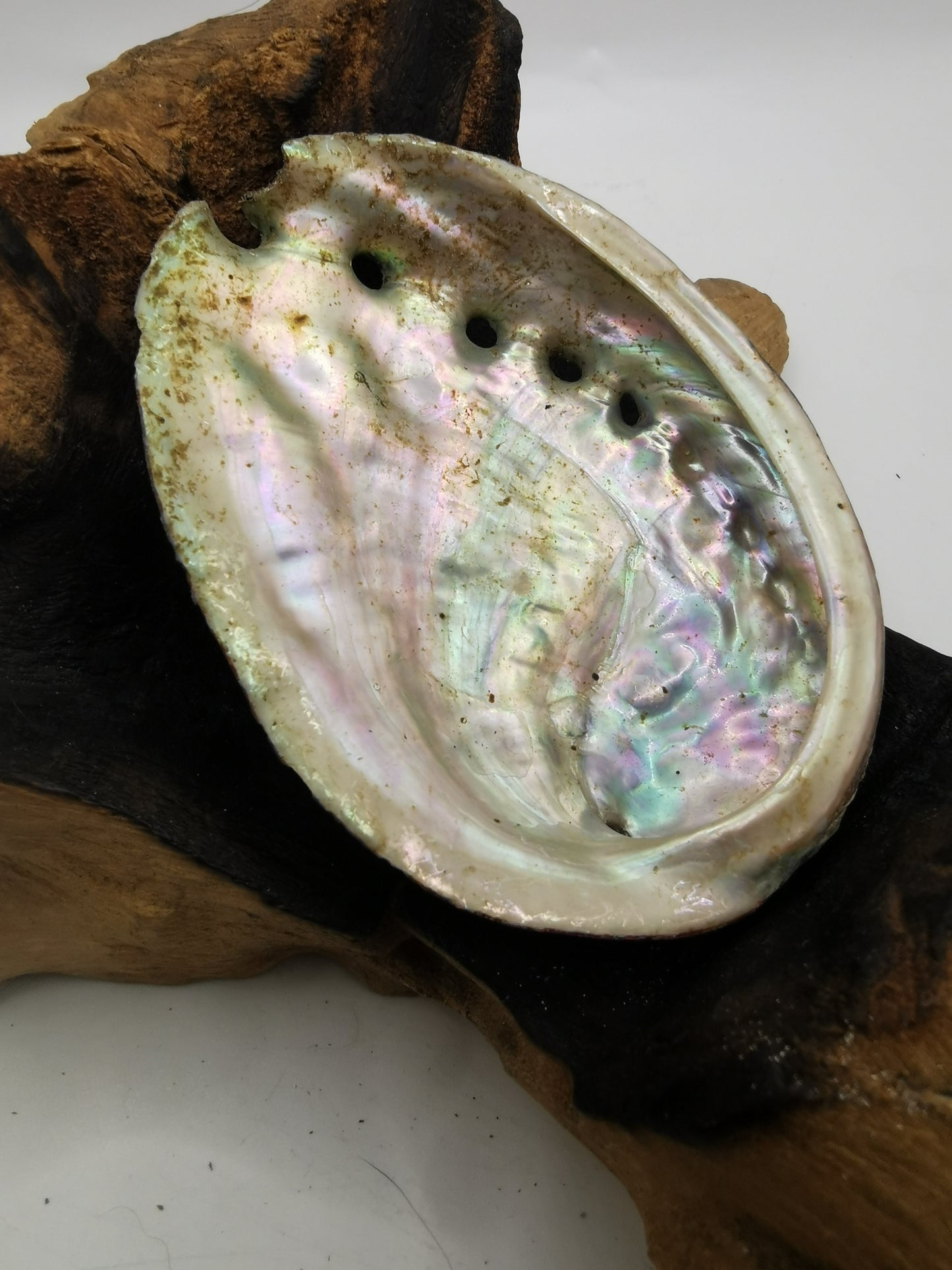 Abalone Shell