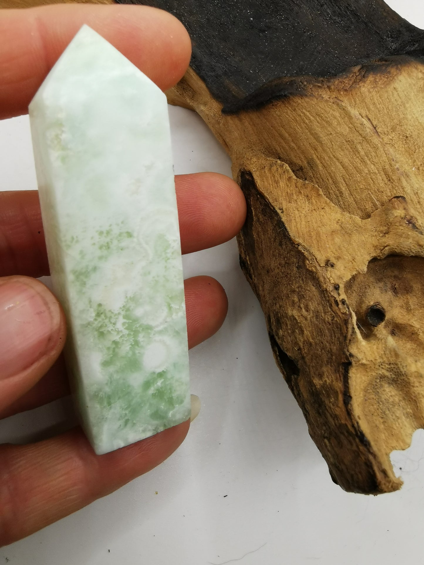 Caribbean Calicite A