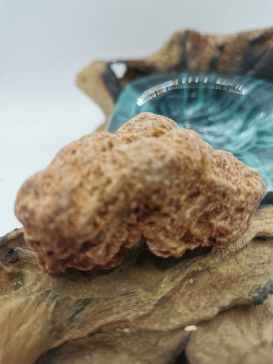 Desert Rose C