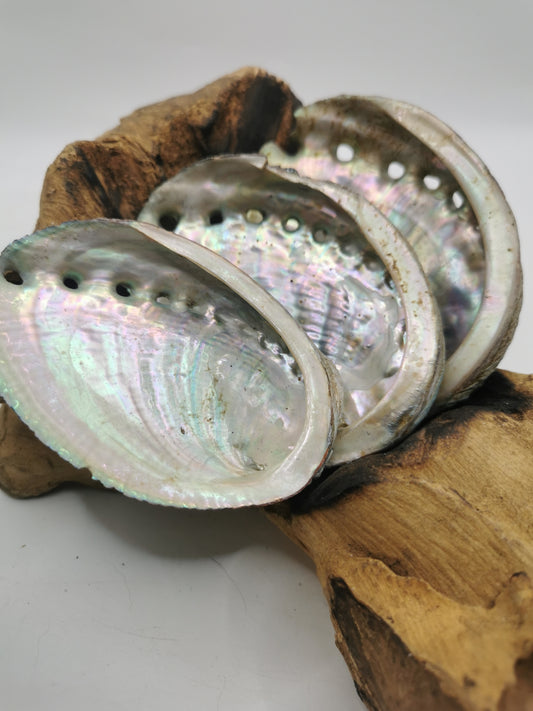 Abalone Shell