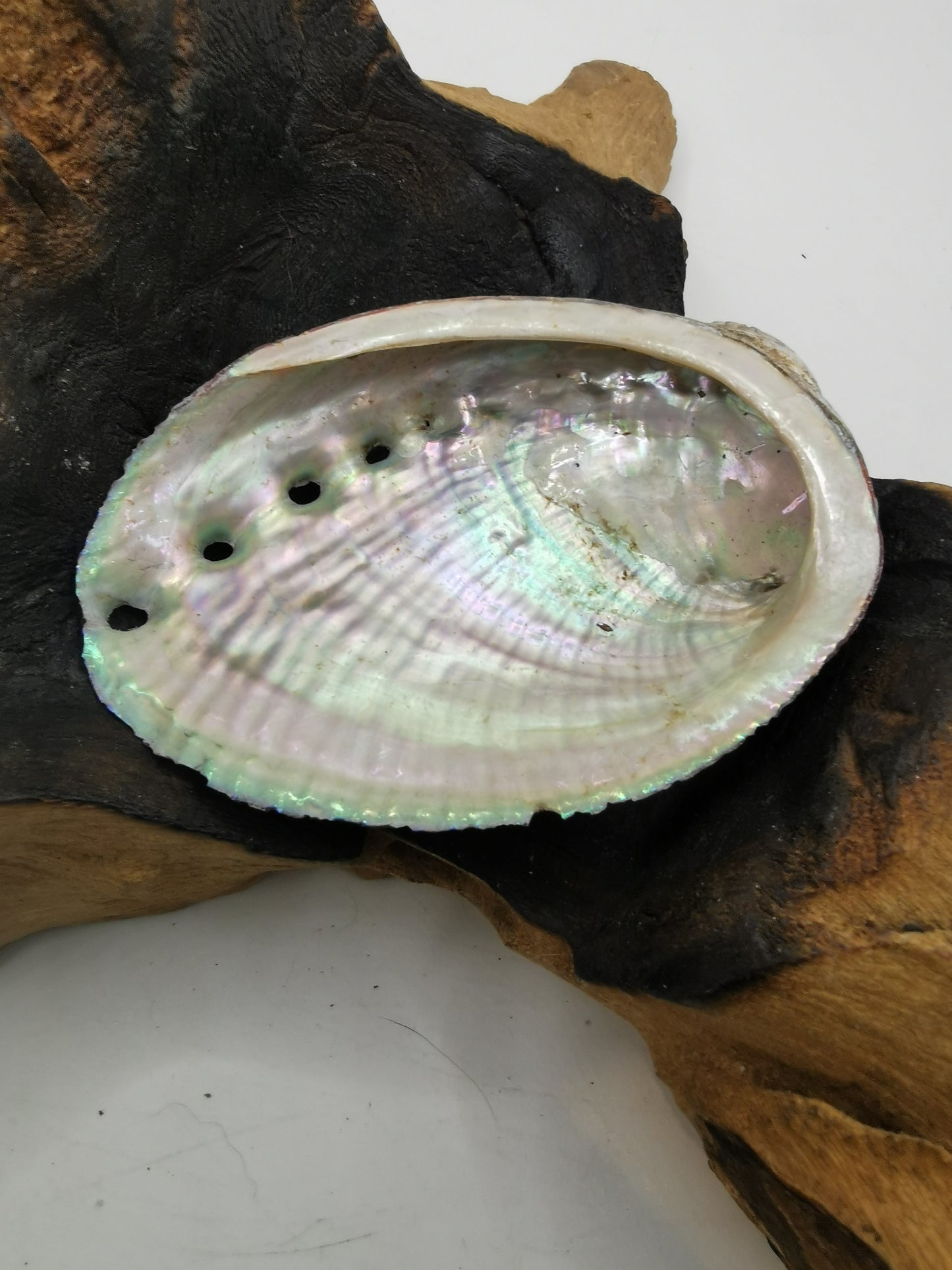 Abalone Shell