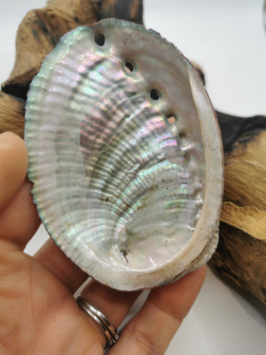 Abalone Shell