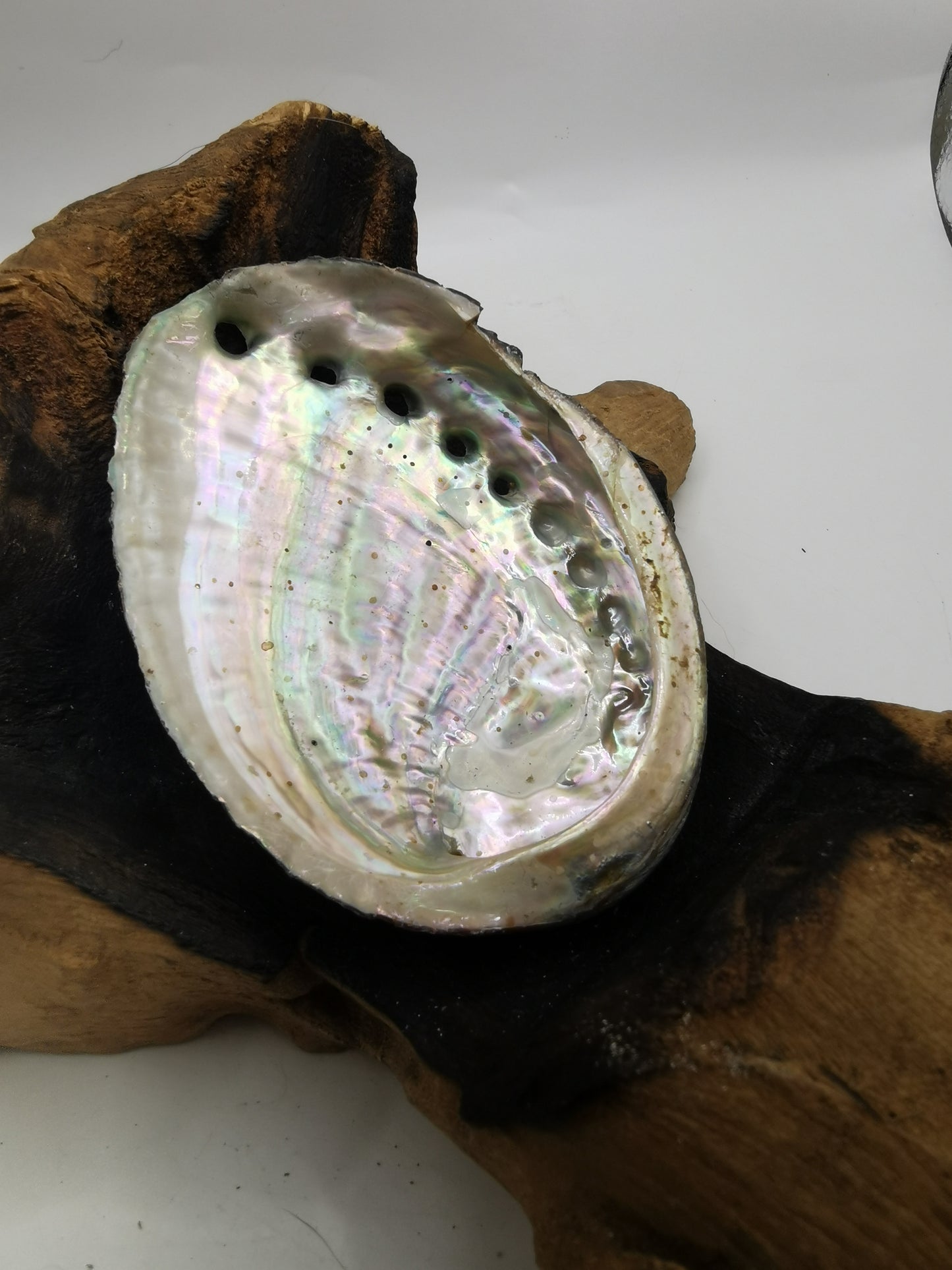 Abalone Shell