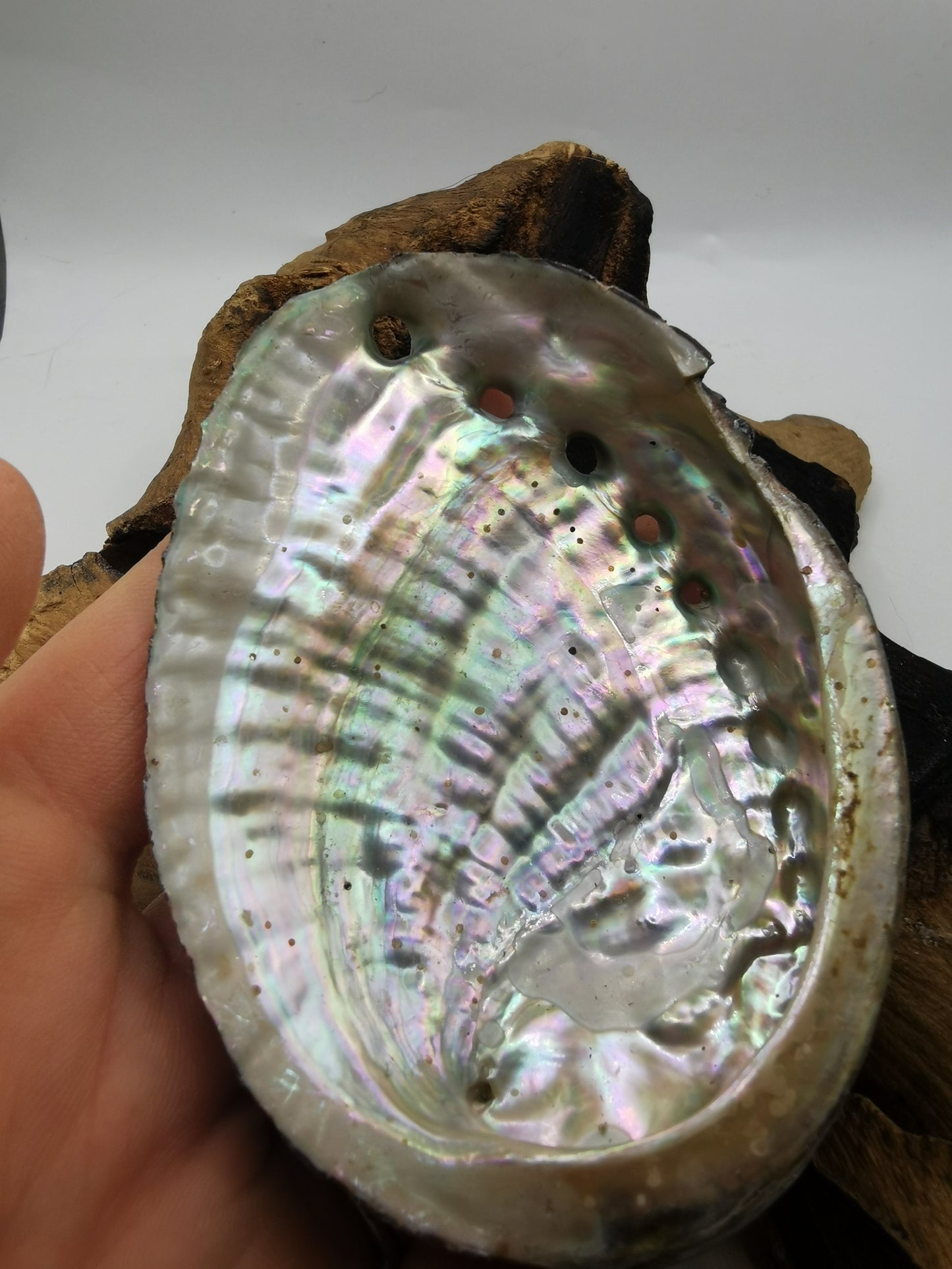 Abalone Shell