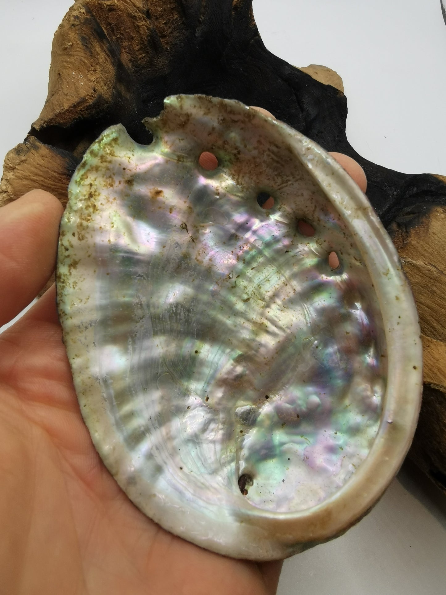 Abalone Shell