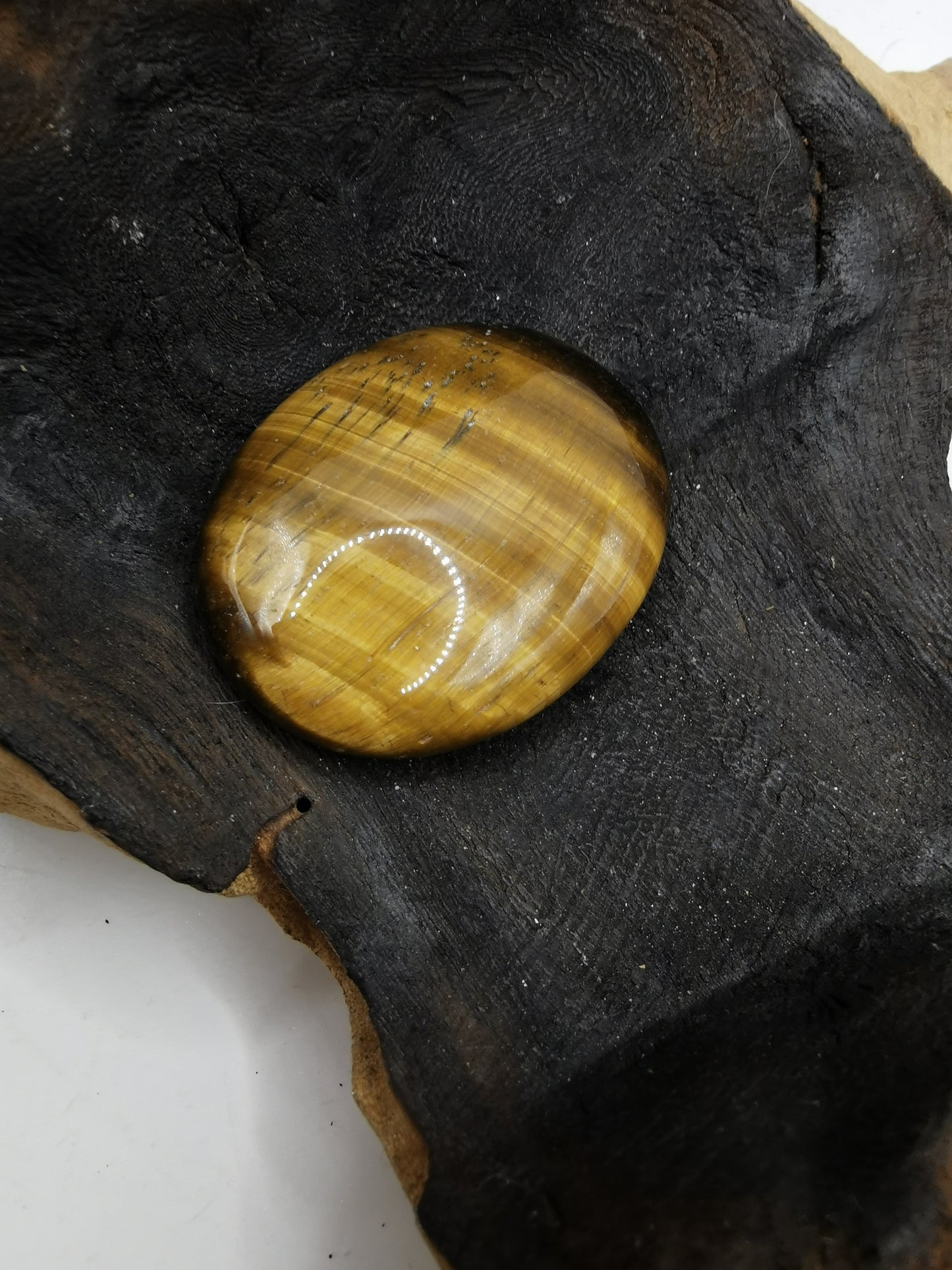 Tigers Eye Palm A