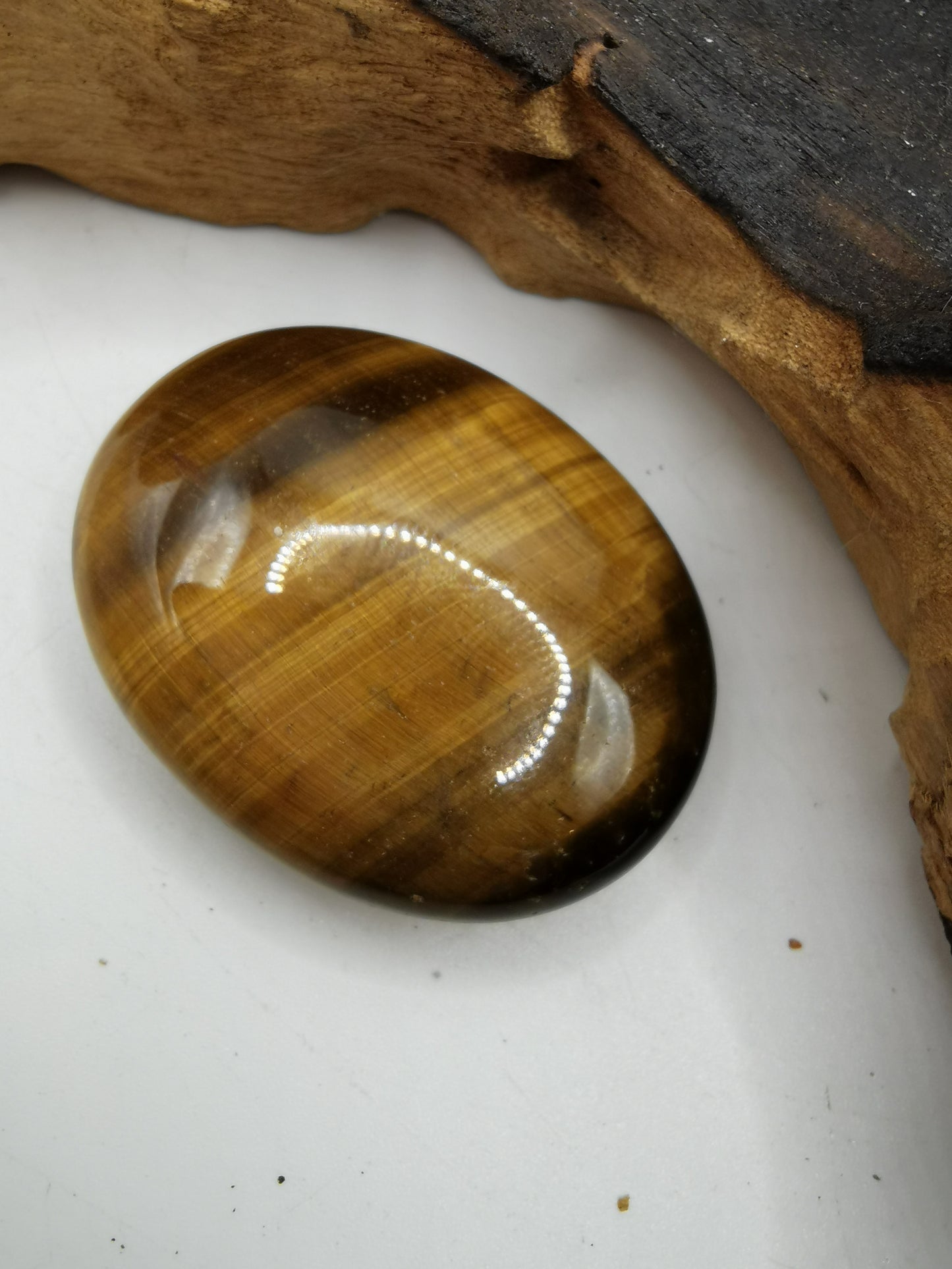 Tigers Eye Palm A