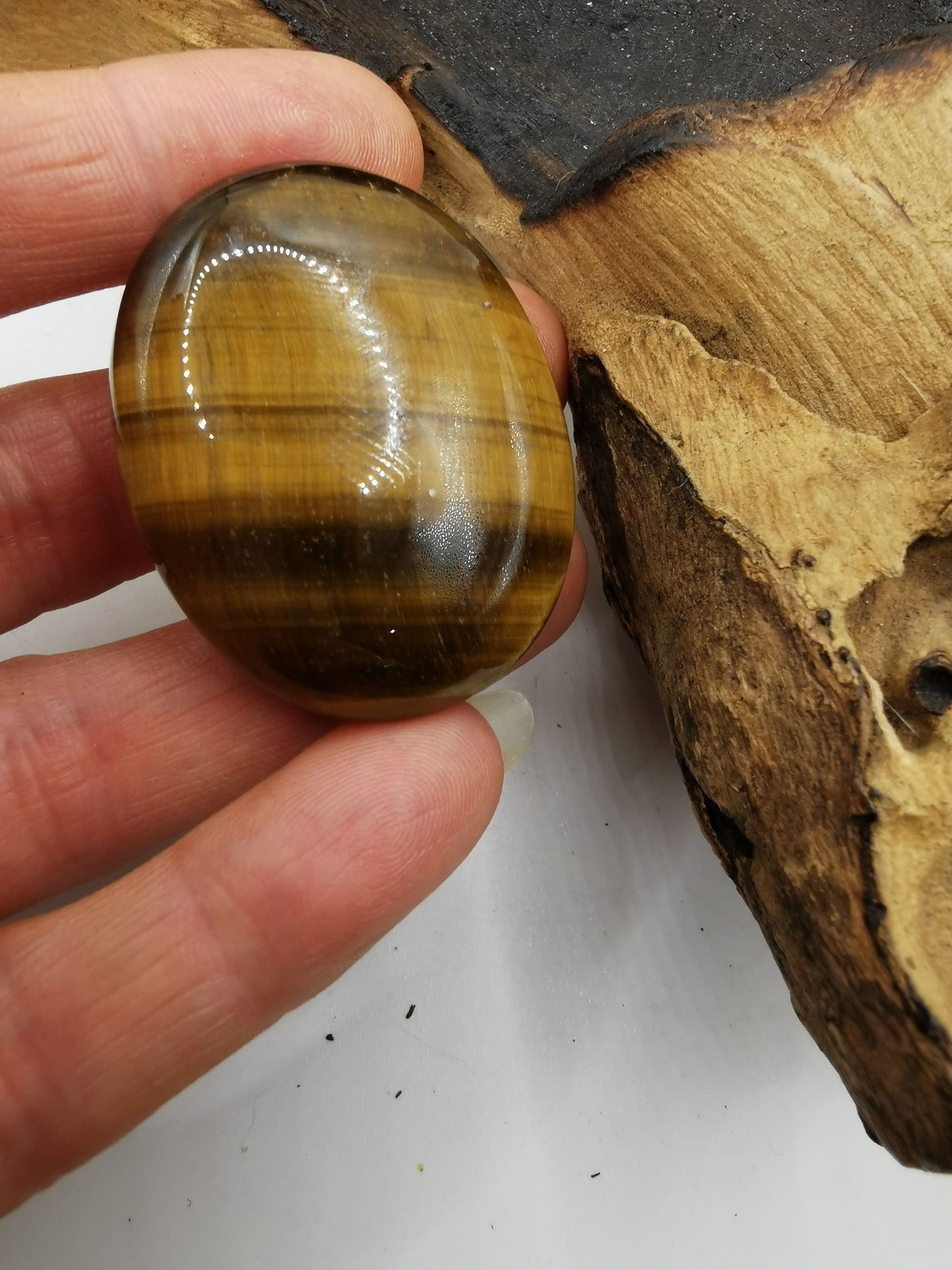 Tigers Eye Palm A