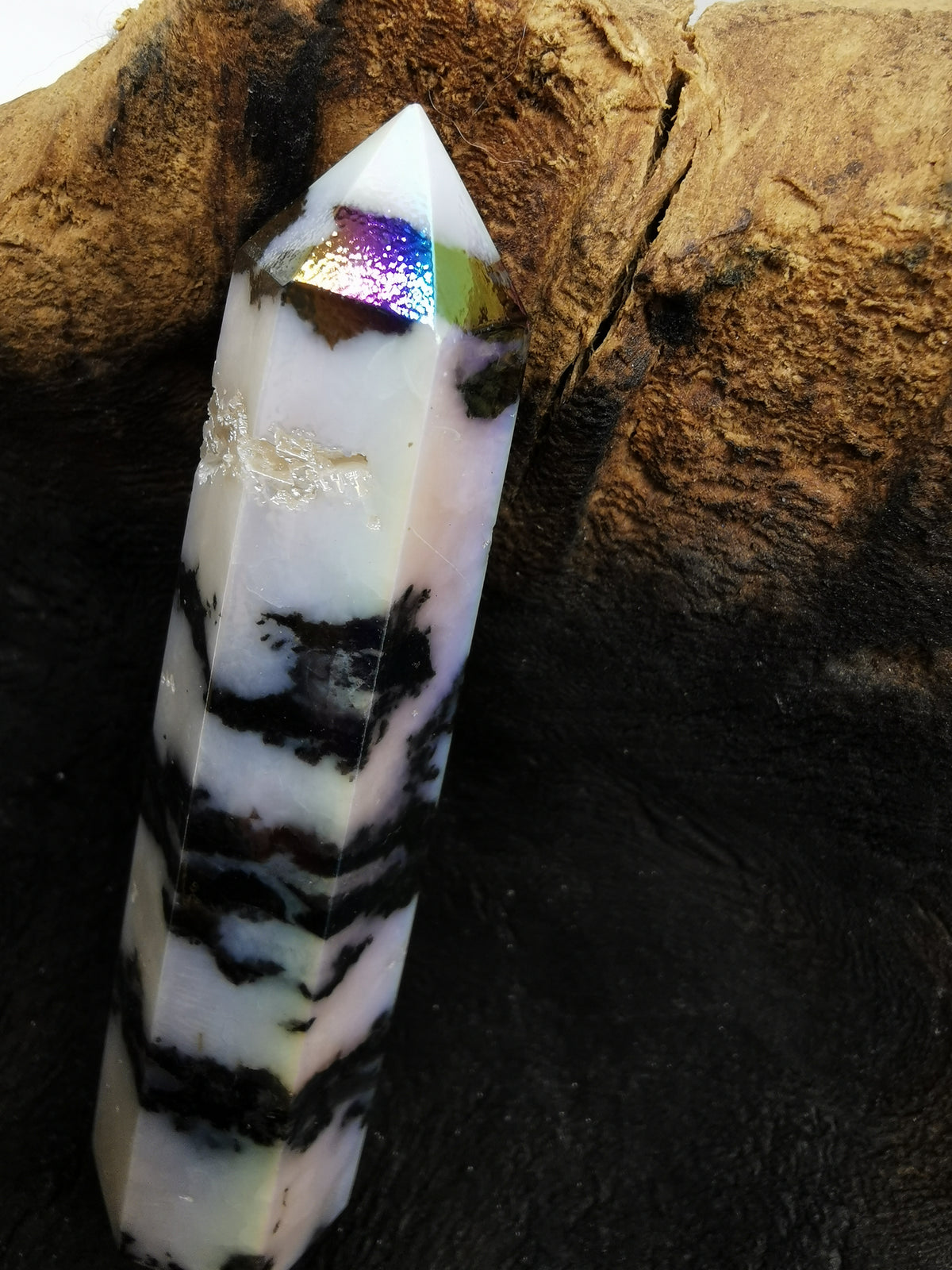 Zebra Aura Point N